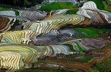 越南：木岗寨梯田美景