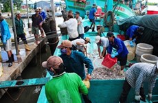 越南渔业捕捞总产量达逾134万吨