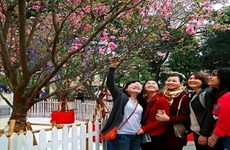 河内市民饶有兴致地欣赏日本樱花