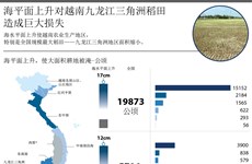 海平面上升对越南九龙江三角洲稻田造成巨大损失
