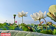 宁楚荷塘的珍稀莲花（组图）