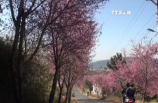 第一次大叻樱花节于2月中旬举行