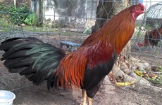越南最著名的斗鸡品种—高领斗鸡