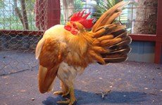 养殖玲珑鸡—河内市宠物爱好者的新潮流