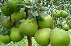 越南槟椥省绿皮柚子颇受多国市场的青睐