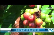 越南有望成为世界最大咖啡出口国