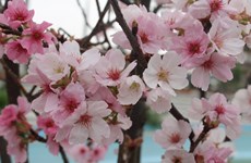 2017年日本樱花展览会在北宁省举行