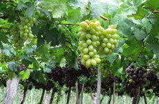 宁顺省农民采用越南良好农业规范  种植葡萄致富