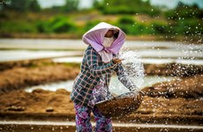 越南槟椥省海盐产业面临诸多困难