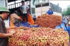 越南对中国出口9500多吨荔枝