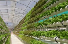 越南绿色蔬菜高科技生产模式走出国门
