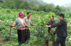 莱州省发挥现有优势来发展温带水果树种植业