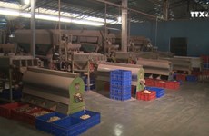 资金与原材料短缺使越南腰果业面临失去市场