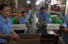 越南新鲜水果出口新西兰市场的机会越来越多