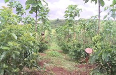 嘉莱省促进农业可持续发展  提高经济效益