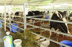 胡志明市 实现奶牛养殖业结构调整 