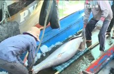 越南金枪鱼出口量迅速增长