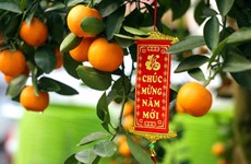 春节中金橘树的意义 