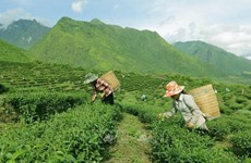 越南努力降低山区和边境地区少数民族贫困率