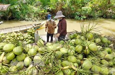 槟椥省30%的椰子经过深加工后对外出口