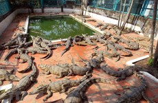 组图：越南北部规模最大的鳄鱼养殖基地