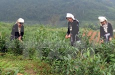 宣光省纳杭县强力推进山雪茶品牌树立