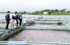 和平省高峰县在有效展开水库网箱养鱼模式