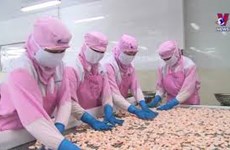 越南虾类产业迎来众多发展动力		