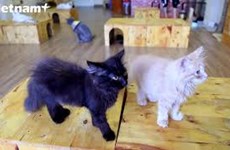 河内猫咪咖啡馆引起法国媒体的关注
