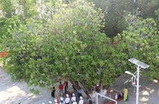 遗产树——长沙群岛的领土主权界碑