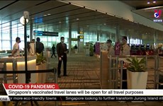 新加坡决定自3月16日起，开通与越南的“疫苗接种者旅游通道”