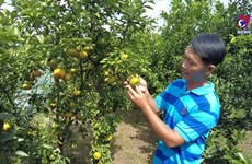 同塔省莱翁橘子园颇受国内外游客 青睐