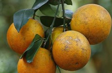 图表新闻： 越南和平省首批高峰橙子出口英国