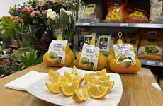 图表新闻：越南特产高峰橙子赢得英国市场的好评