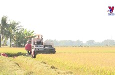 越南稻米行业出现积极信号