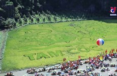 “鲤鱼望月”巨幅稻田画 吸引四面八方游客前来欣赏
