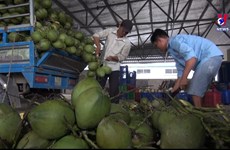 2025年越南椰子出口可达10亿美元
