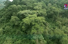 谅山省人民群众履行村规民约   致力于森林保护工作
