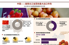 图表新闻：中国——越南北江省荔枝最大出口市场