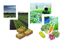 互动图表：越南力争将 2030年蔬果出口额提升到10-15亿美元