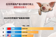 图表新闻：越南是世界第六大猪肉生产大国