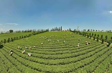 组图：林同省致力促进茶业可持续发展