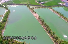 海阳省农民成功在泾柴江上开展网箱养鱼模式