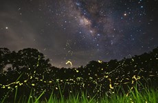 组图： 菊芳国家森林公园的萤火虫
