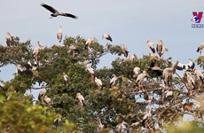 1000多只珍稀钳嘴鹳迁徙到炉戈-萨马特国家公园