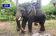 得乐省停止“骑大象”旅游产品服务并转向大象友好型旅游
