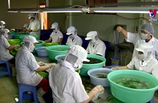 越南海藻养殖潜力巨大
