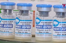 越南首次出口非洲猪瘟疫苗引发国际关注