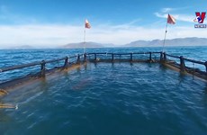  宁顺省渔民推进海洋养殖业发展