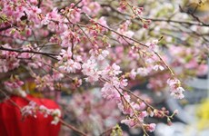 2019年河内日本樱花节开幕（组图）